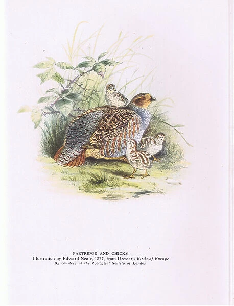 Partridge and chicks, Nature in Britain published by Collins, 1946 (colour litho)