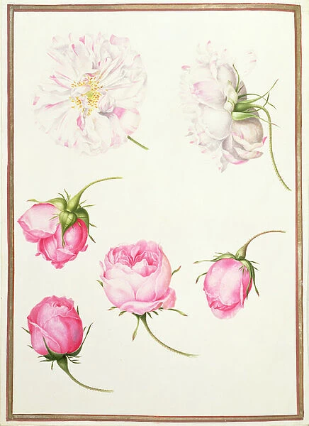PD. 109-1973. f1 Six Heads of Old Fashioned Roses (w  /  c on vellum)