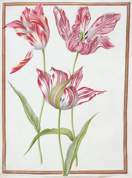 PD. 109-1973. f14 Three Broken Tulips (w  /  c on vellum)