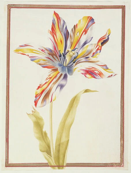 PD. 109-1973. f19 A Multicoloured Broken Tulip (w  /  c on vellum)