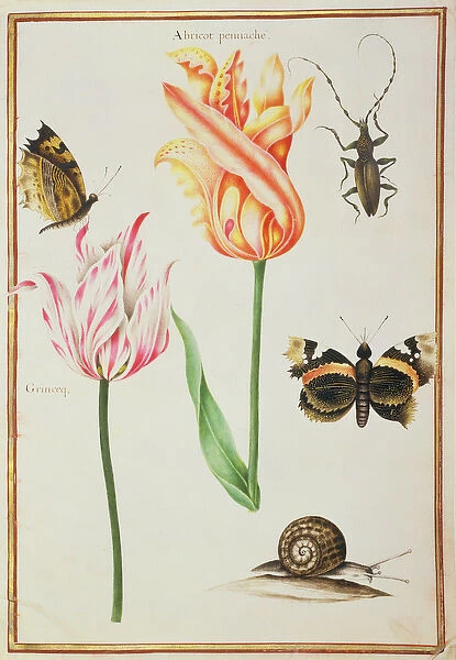PD. 109-1973. f24 Two Broken Tulips, a Beetle, a Snail and two Butterflies