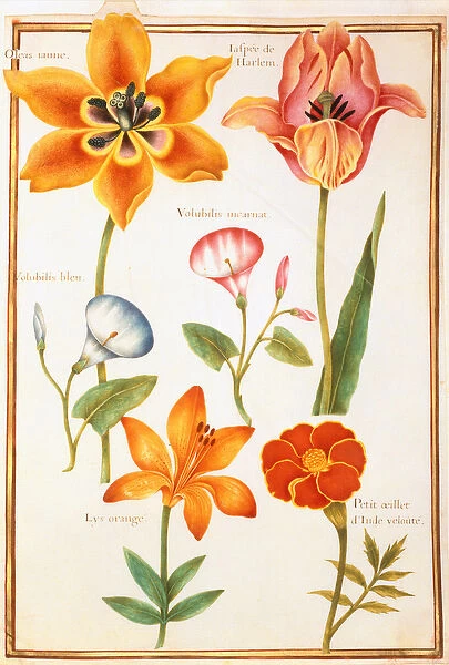 PD. 109-1973. f26 Two Tulips, Convolvulus, Lilium Bulbiferum and French Marigold
