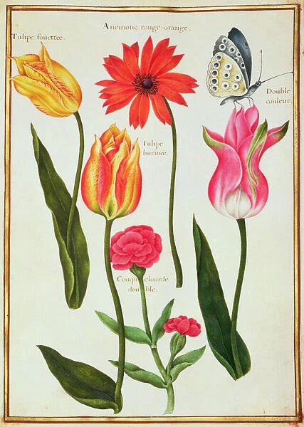 PD. 109-1973. f27 Tulips, Anemone, Lychnis and a Butterfly (w  /  c on vellum)