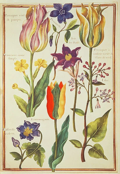 PD. 109-1973. f30 Flower Studies (w  /  c on vellum)