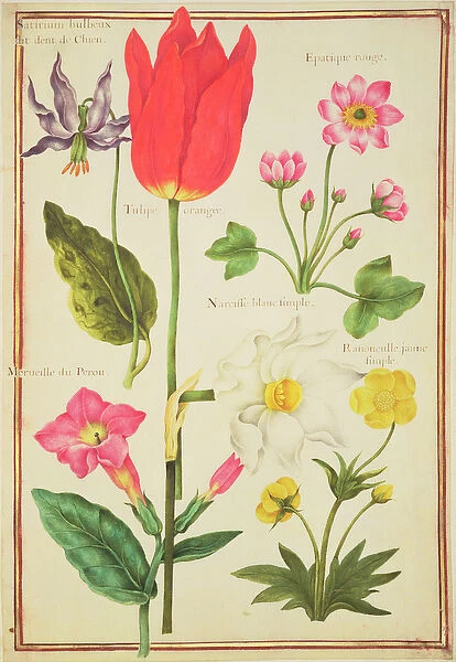 PD. 109-1973. f34 Flower Studies (w  /  c on vellum)