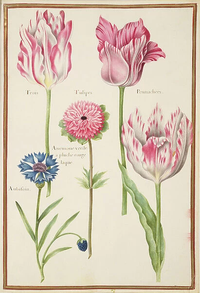 PD. 109-1973. f37 Three Broken Tulips, Cornflower and Anemone (w  /  c on vellum)