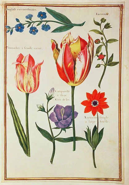 PD. 109-1973. f39 Flower Studies (w  /  c on vellum)