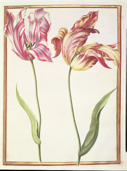PD. 109-1973. f4 Two Broken Tulips (w  /  c on vellum)