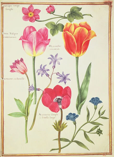 PD. 109-1973. f40 Flower Studies (w  /  c on vellum)