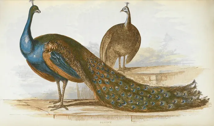 Framed Print : Peacock. BL3302379 Peacock; British Library, London, UK; (add.info. Framed Print : Peacock. BL3302379 Peacock; British Library, London, UK; (add.info.