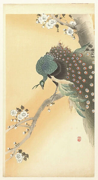 Peacock in a cherry tree, 1900-30 (colour woodcut)