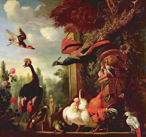 A peacock, peahen and other exotic birds and poultry on a Terrace