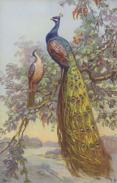 A peacock and a peahen in a natural setting. (chromolitho)