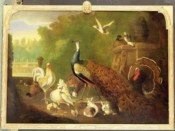 A peacock, turkey and other birds in an ornamental garden