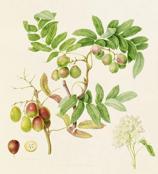 The Pear-Shaped Service Crab Apple, 1820 (w  /  c on paper)