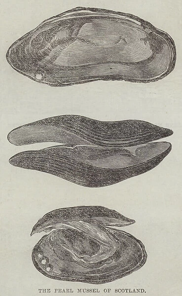 The Pearl Mussel of Scotland (engraving)