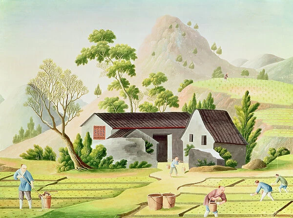 Peasants in the Paddy Fields (coloured engraving)