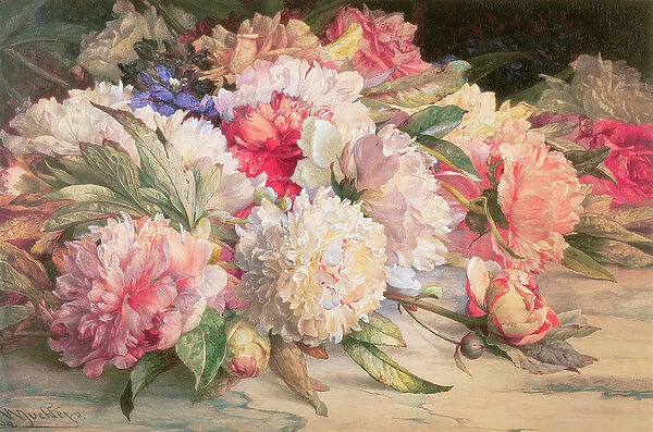 Peonies, 1892 (pencil, w  /  c, heightened with white & gum arabic on paper)