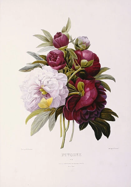 Peonies, engraved by Prevost (colour litho)