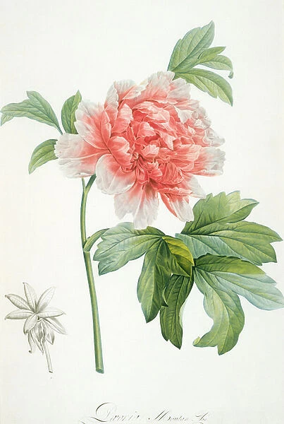 Peony, 1799 (colour stipple print)