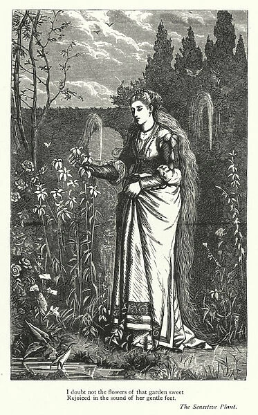 Percy Bysshe Shelley: Illustration for The Sensitive Plant (engraving)