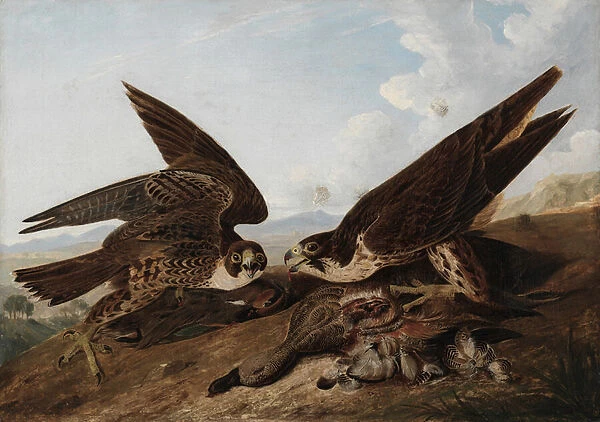 Peregrine Falcons (Duck Hawks), c. 1827 (oil on canvas)