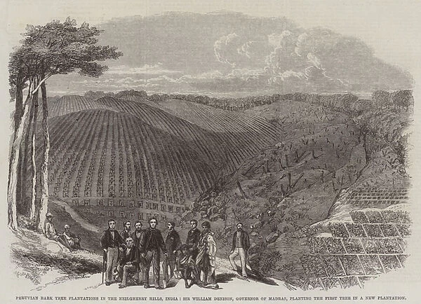 Peruvian Bark Tree Plantations in the Neilgherry Hills, India, Sir William Denison, Governor of Madras, planting the First Tree in a New Plantation (engraving)