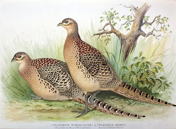 Phasianus mongolicus and Phasianus shawi, 1906-7 (w  /  c on paper)