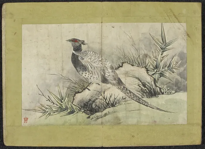 Framed Print : A Pheasant