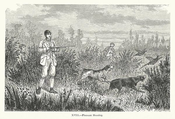 Pheasant Shooting (engraving)