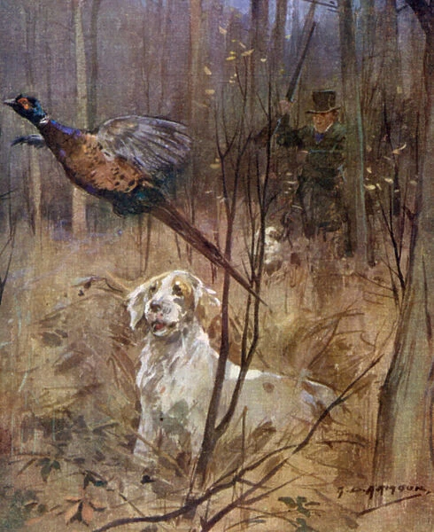 Pheasant shooting old style (colour litho)