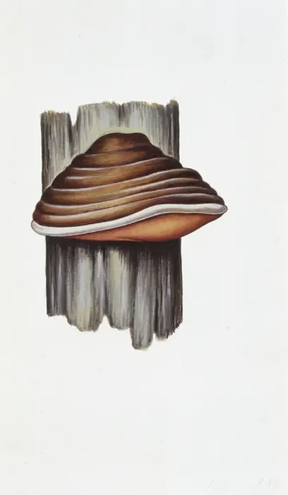 Framed Print : Phellinus robustus