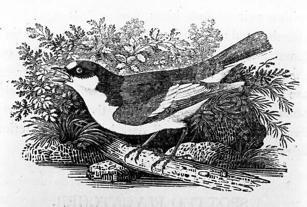 The Pied Flycatcher, illustration from A History of British Birds by Thomas Bewick