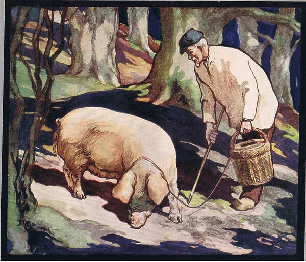 A pig searching for truffles, illustration from Helpers Without Hands by Gladys Davidson, published in 1919 (colour litho)