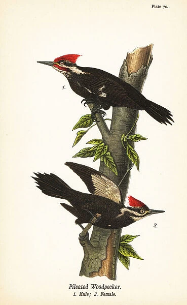 Pileated woodpecker, Dryocopus pileatus, male 1, female 2