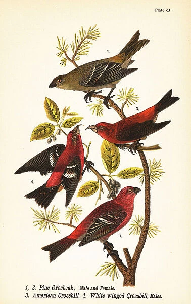 Pine grosbeak, Pinicola enucleator, male 1, female 2, American crossbill or red crossbill, Loxia curvirostra 3, white-winged crossbill, Loxia leucoptera 4, males
