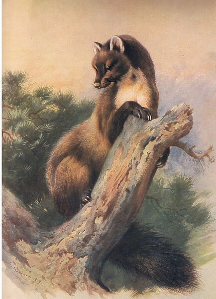 The Pine Marten, from Thorburns Mammals published by Longmans and Co, c