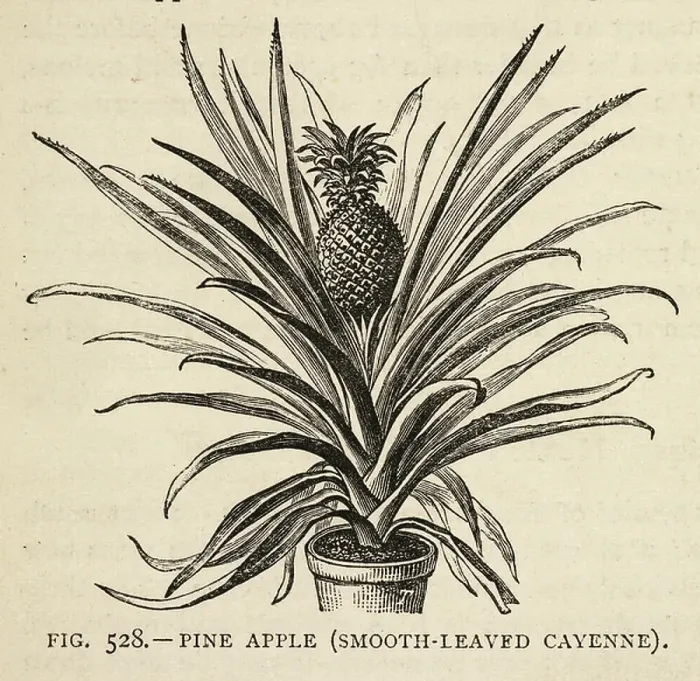 Framed Print : Pineapple. BL3280988 Pineapple; British Library, London, UK; (add.info.