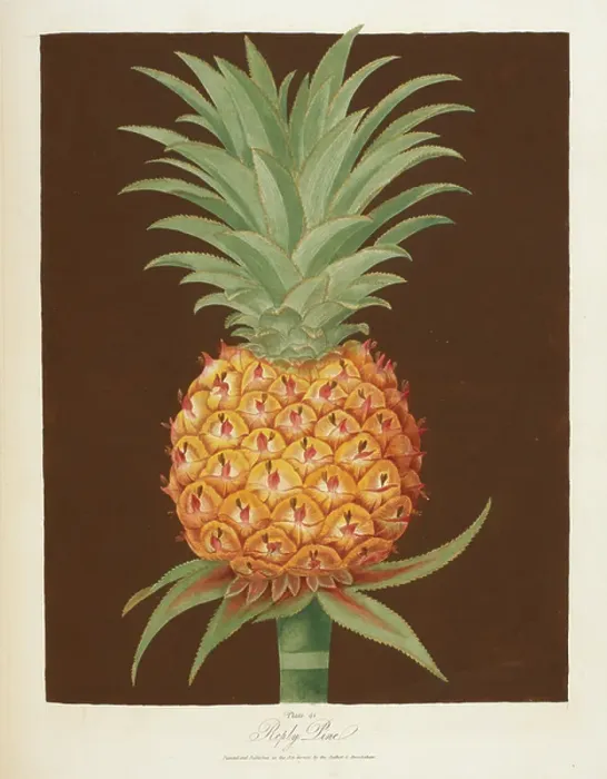 Framed Print : Pineapple. BL3300993 Pineapple; British Library, London, UK; (add.info. Framed Print : Pineapple. BL3300993 Pineapple; British Library, London, UK; (add.info.