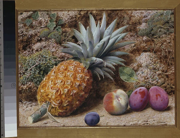 A Pineapple, a Peach and Plums on a Mossy Bank (pencil & w  /  c heightened with bodycolour