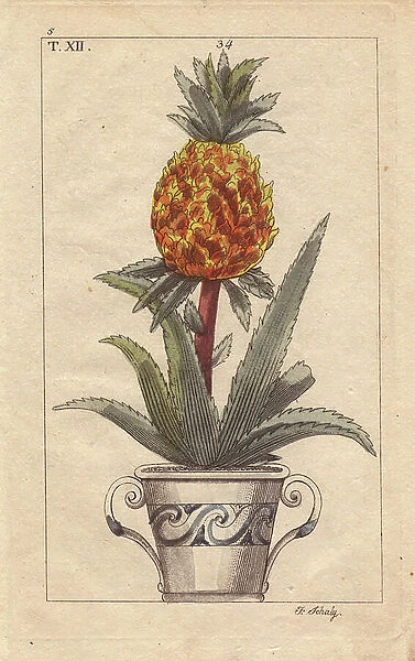 Pineapple in pot, Bromelia ananas
