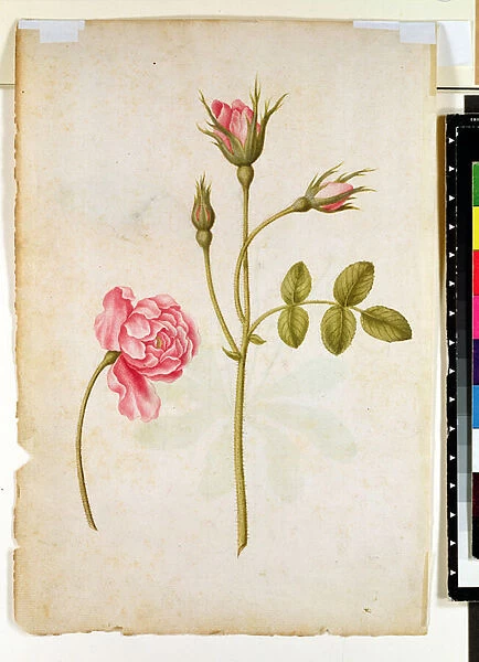 Pink Rose, c. 1568