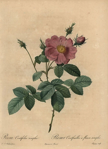Pink rose, Rosa centifolia simplex