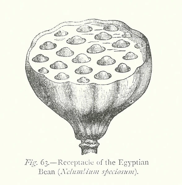 Plant Freaks: Receptacle of the Egyptian Bean, Nelumbium speciosum (engraving)