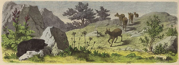 Plants and animals of the mountains of Asia (coloured engraving)