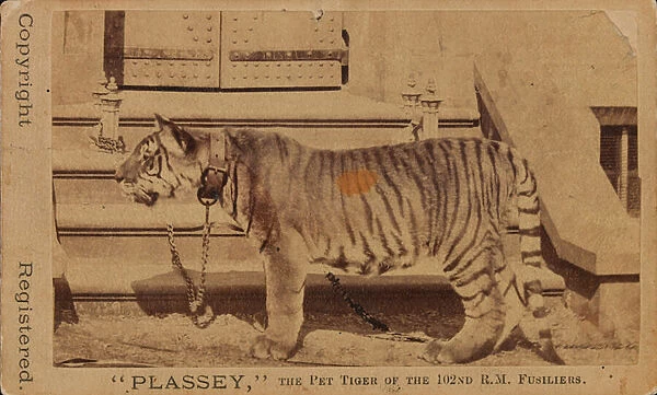 Plassey, the pet tiger of the Royal Madras Fusiliers, 1870 circa (b  /  w photo)