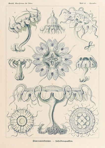 Plate 18 Linantha Discomedusae from Kunstformen der Natur (Art Forms in Nature) illustrated by Ernst Haeckel (1834-1919)