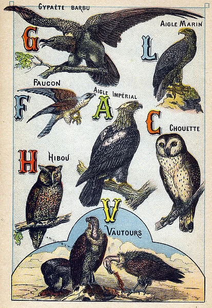 Plate 2: Bearded Gypaete, Sea Eagle, Falcon, Imperial Eagle, Owl, Vulture