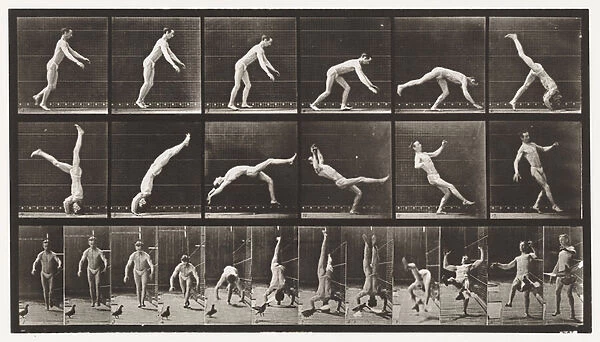 Plate 365. Headspring, A Flying Pigeon Interfering, 1872-85 (collotype on paper)