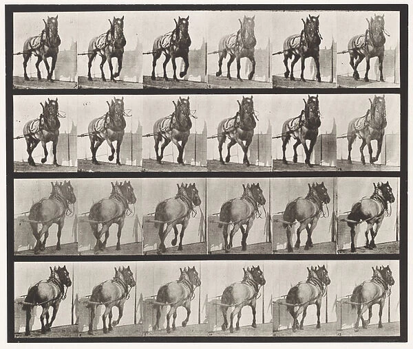 Plate 568. Hauling; Dark-Gray Belgian Horse Billy, 1885 (collotype on paper)